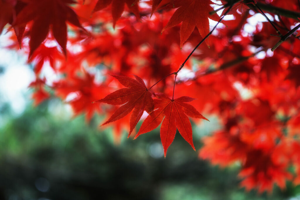 Autumn fall maple foliage
